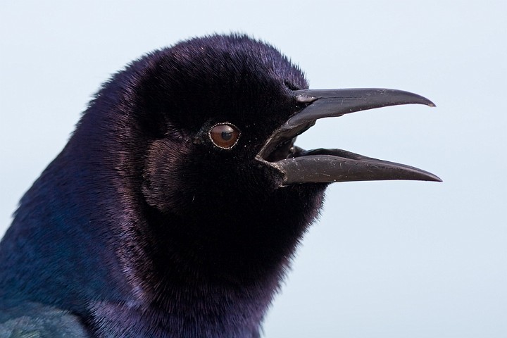 Bootschwanzgrackel Quiscalus major Boat-tailed Grackle